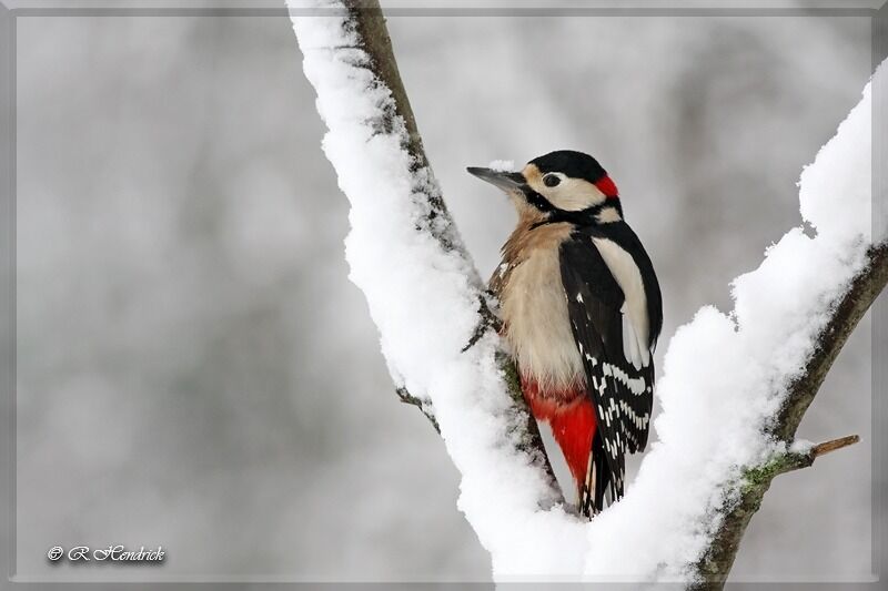 Great Spotted Woodpecker