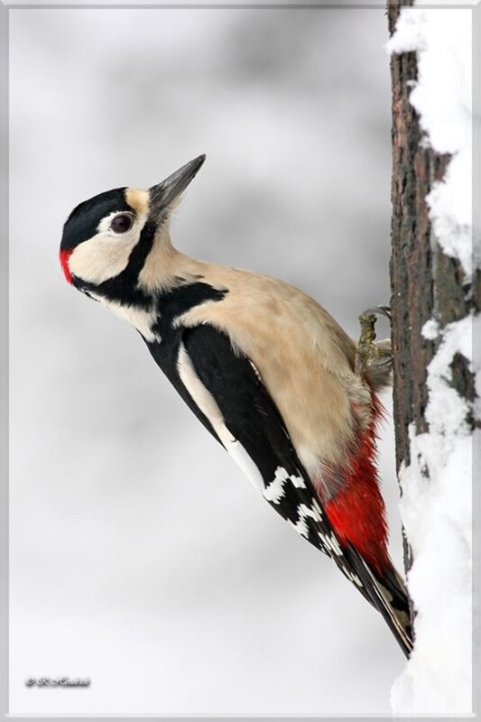 Great Spotted Woodpecker