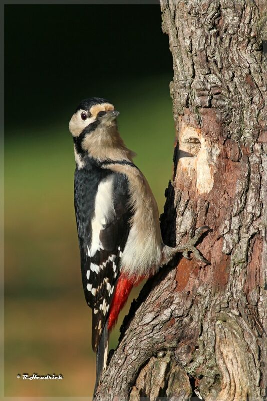 Great Spotted Woodpecker