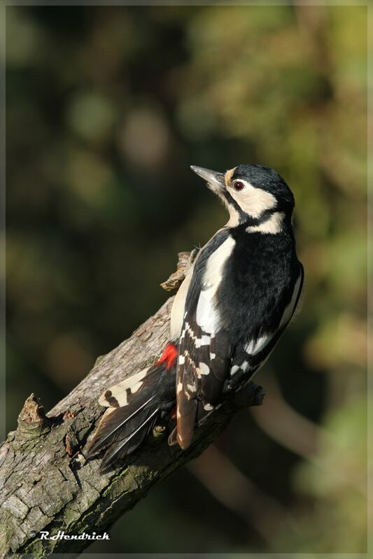 Great Spotted Woodpecker