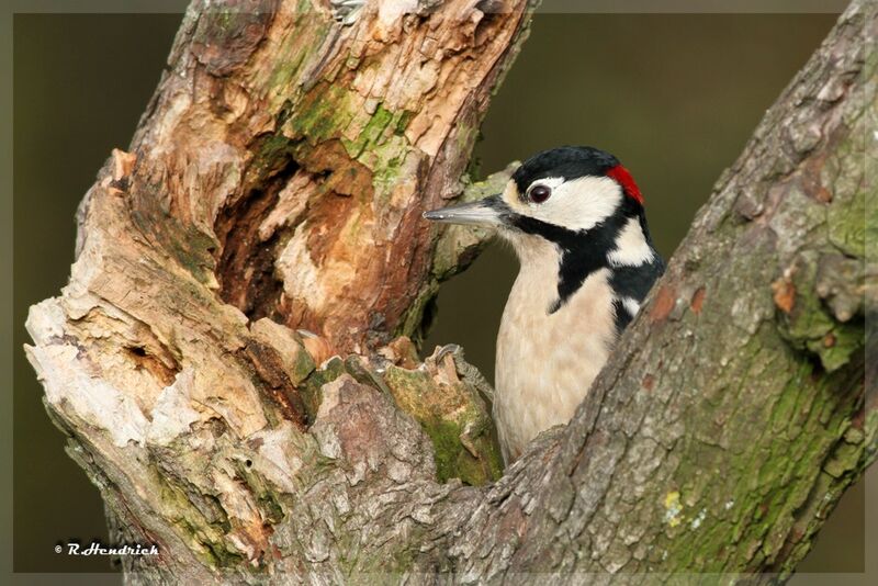 Great Spotted Woodpecker