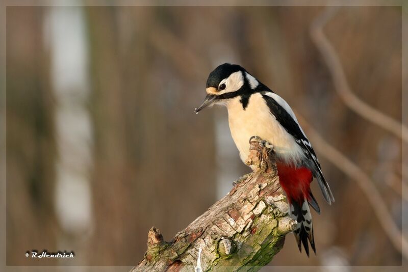 Great Spotted Woodpecker