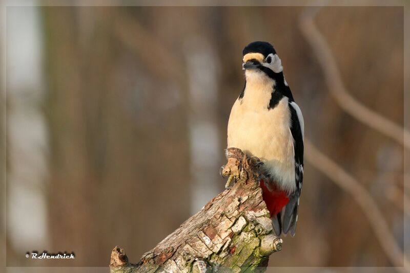 Great Spotted Woodpecker