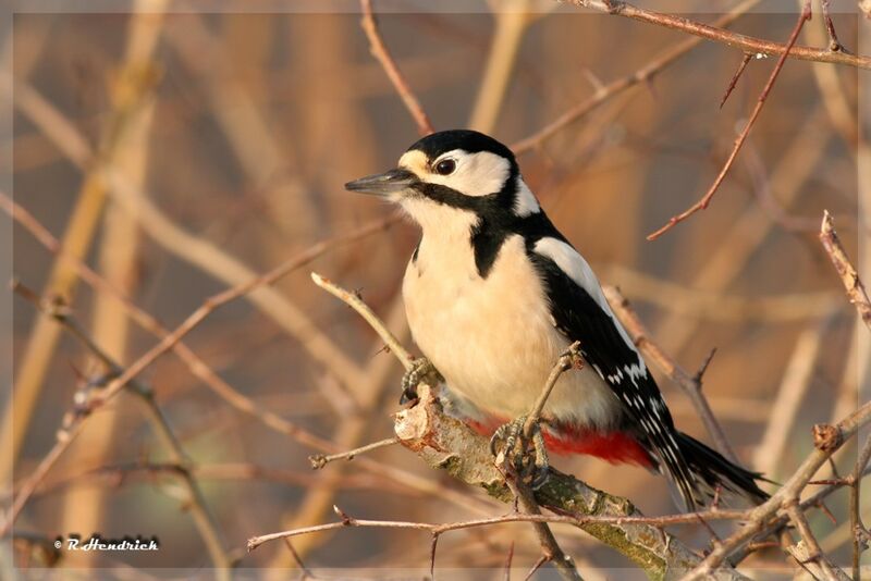 Great Spotted Woodpecker