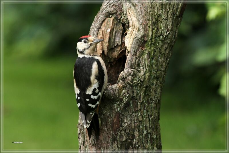 Great Spotted Woodpecker