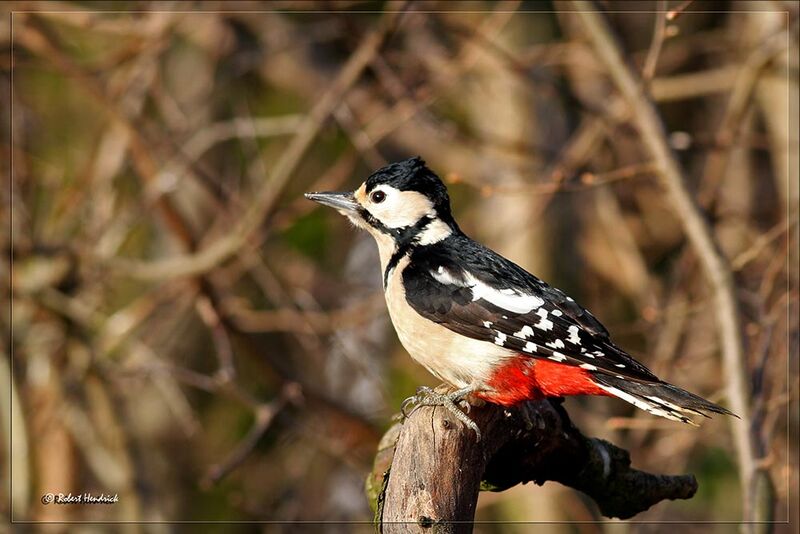 Great Spotted Woodpecker