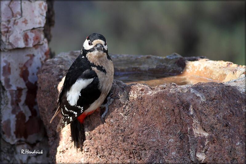 Great Spotted Woodpecker