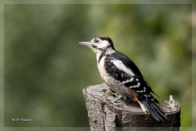 Great Spotted Woodpecker