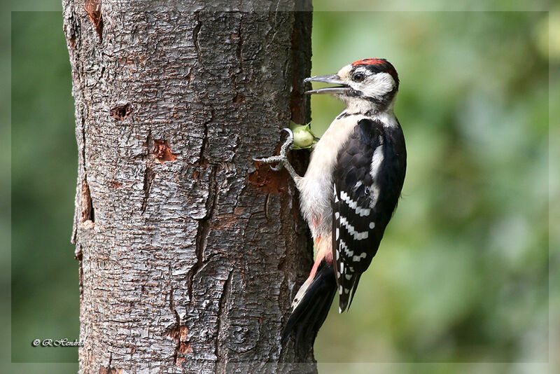 Great Spotted Woodpecker