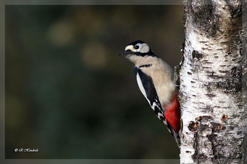 Great Spotted Woodpecker