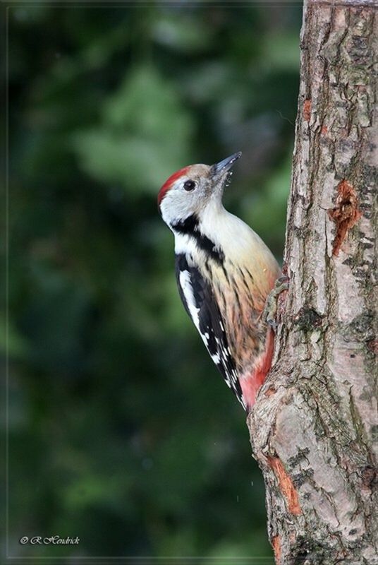 Middle Spotted Woodpecker