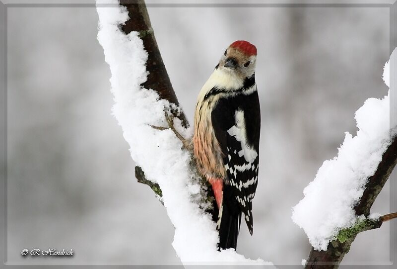 Middle Spotted Woodpecker