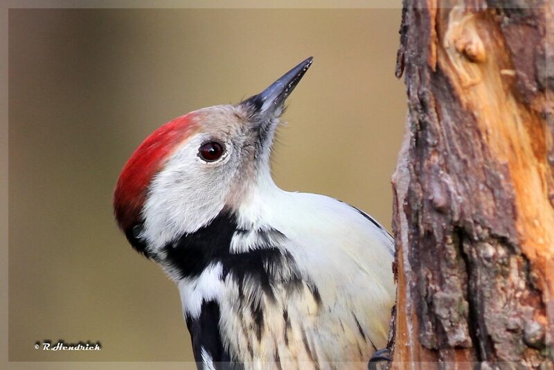 Middle Spotted Woodpecker