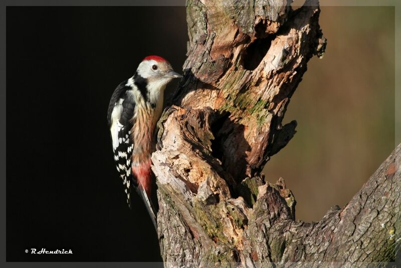 Middle Spotted Woodpecker