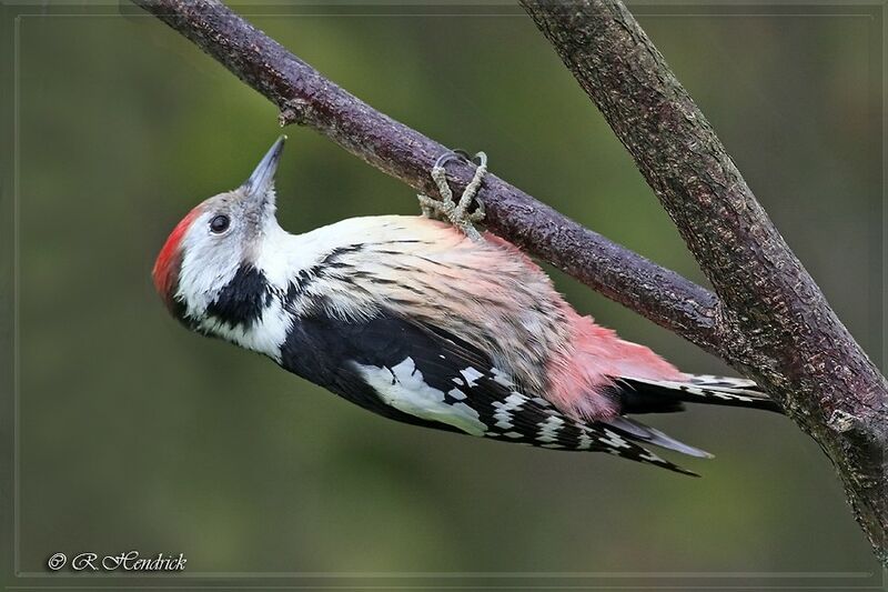 Middle Spotted Woodpecker