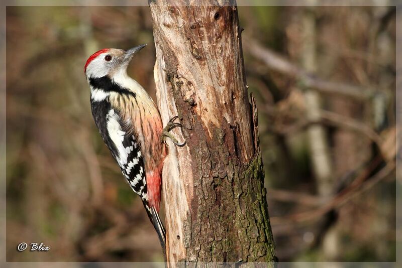 Middle Spotted Woodpecker