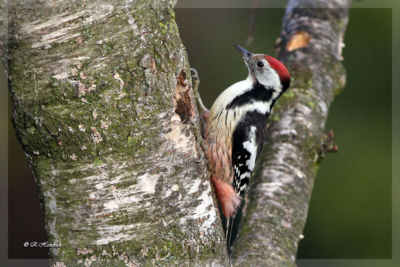 Middle Spotted Woodpecker