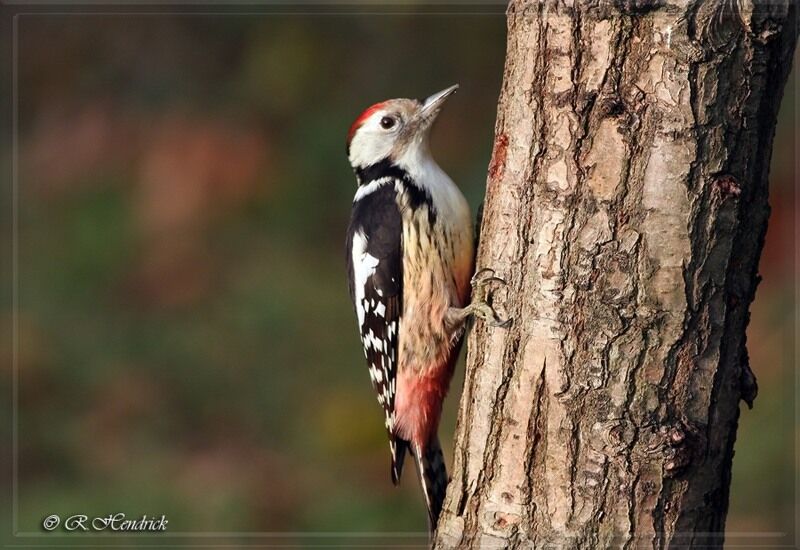 Middle Spotted Woodpecker