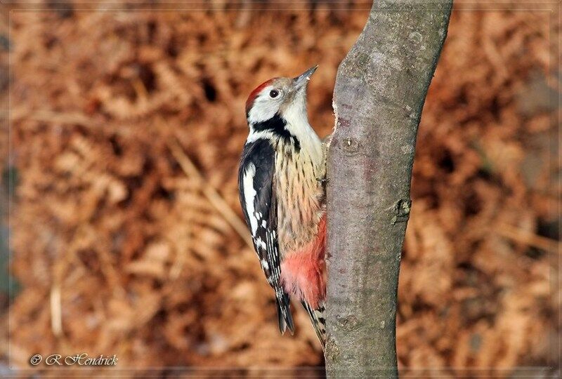 Middle Spotted Woodpecker