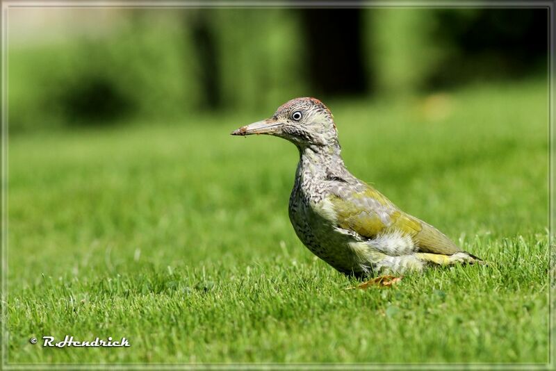 European Green Woodpecker