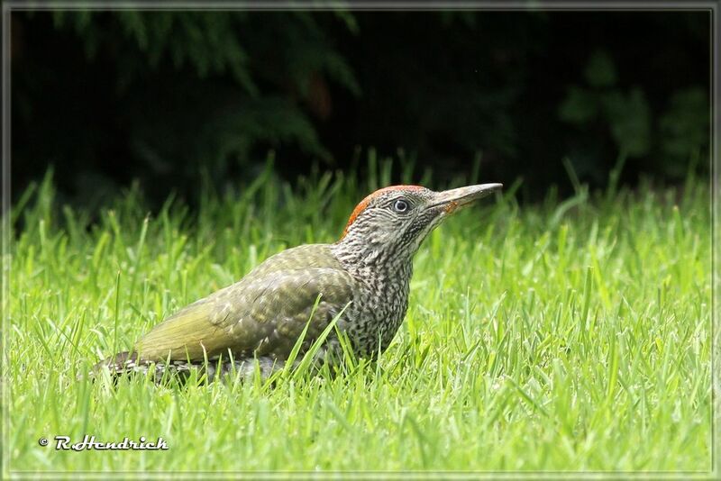 European Green Woodpecker