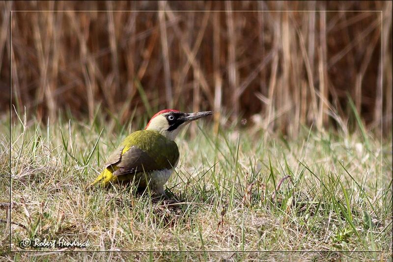 European Green Woodpecker