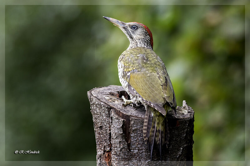 European Green Woodpecker