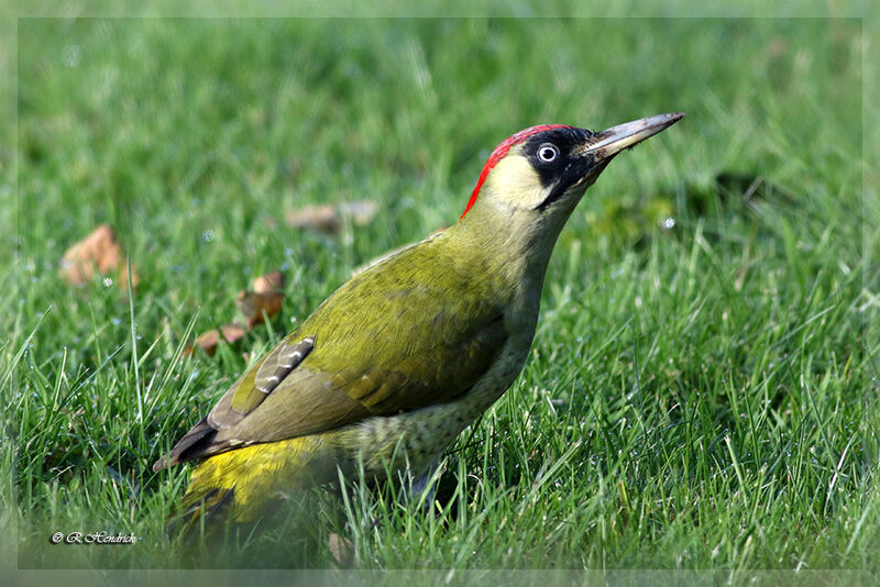 European Green Woodpecker