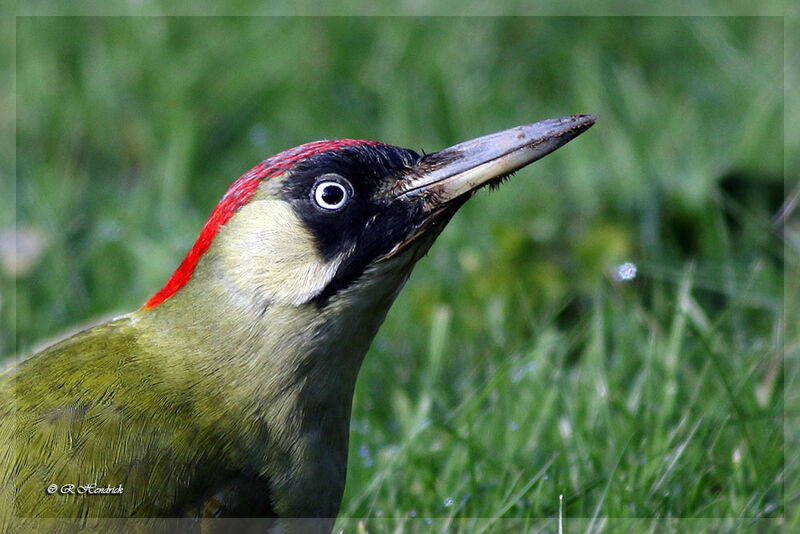 European Green Woodpecker