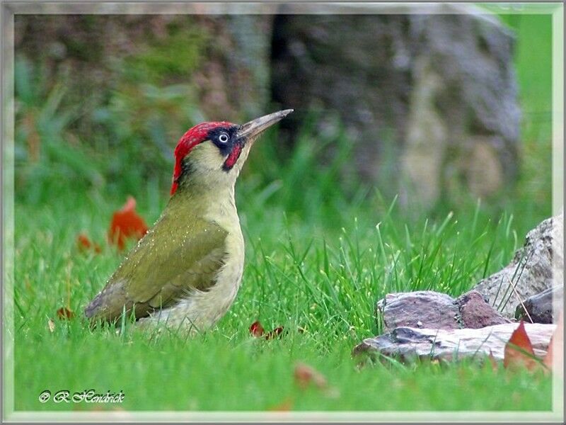 European Green Woodpecker