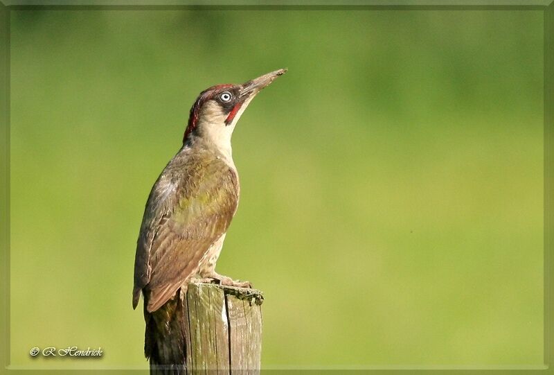 European Green Woodpecker