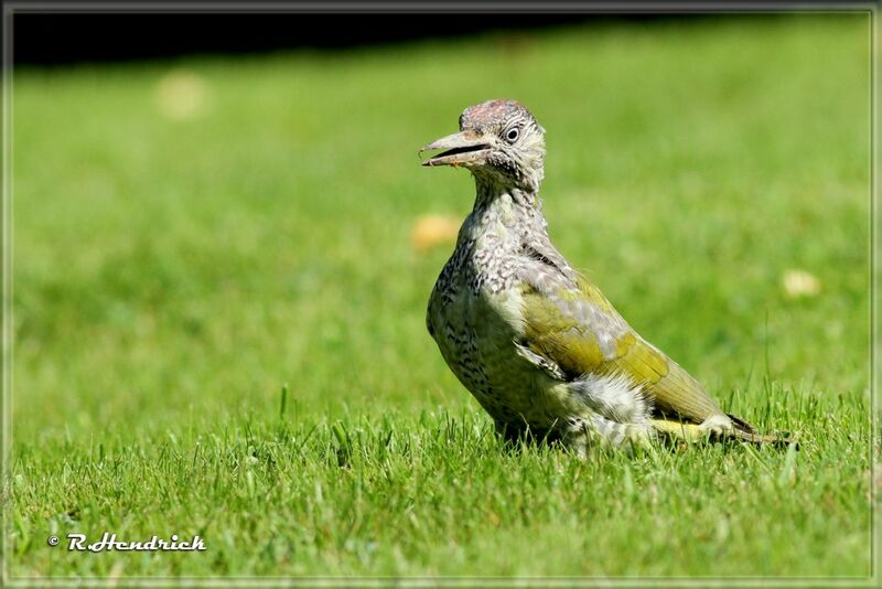 European Green Woodpecker