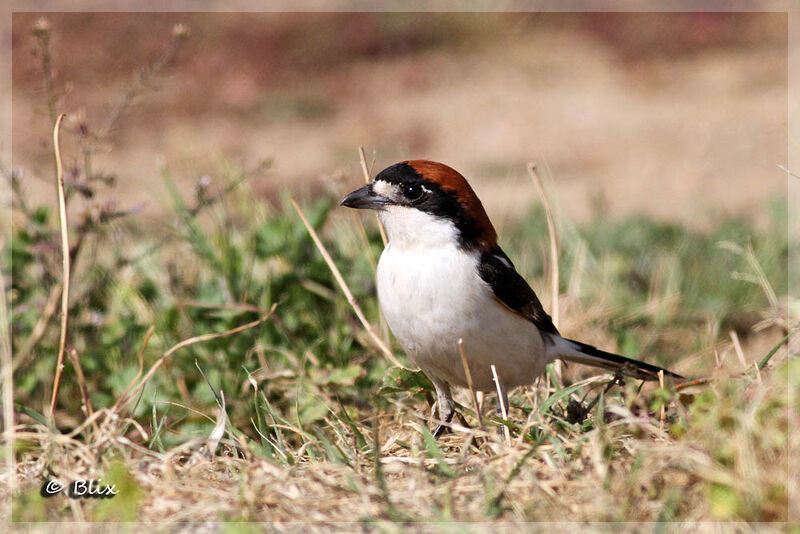 Woodchat Shrike