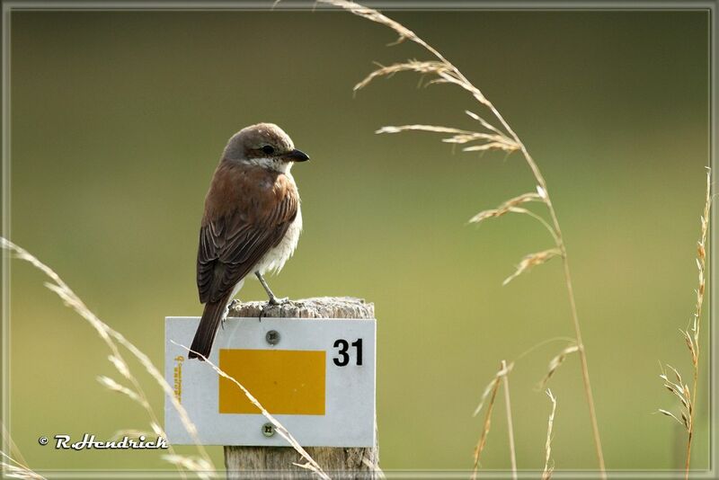 Red-backed Shrike