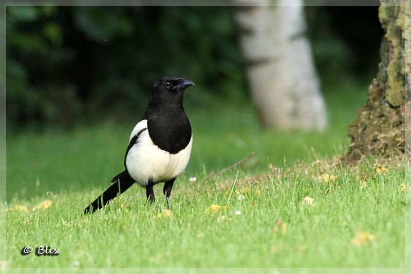 Eurasian Magpie