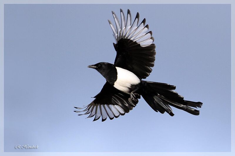 Eurasian Magpie