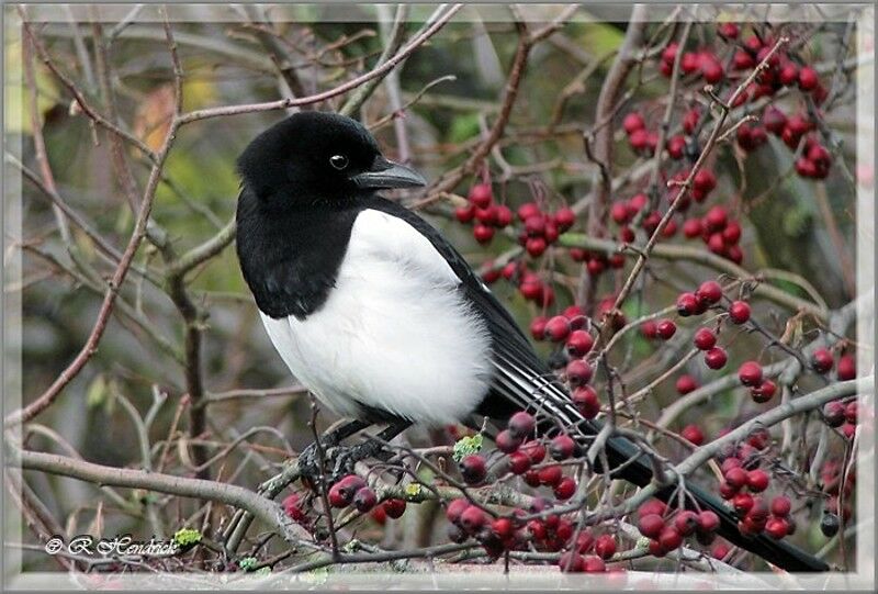 Eurasian Magpie