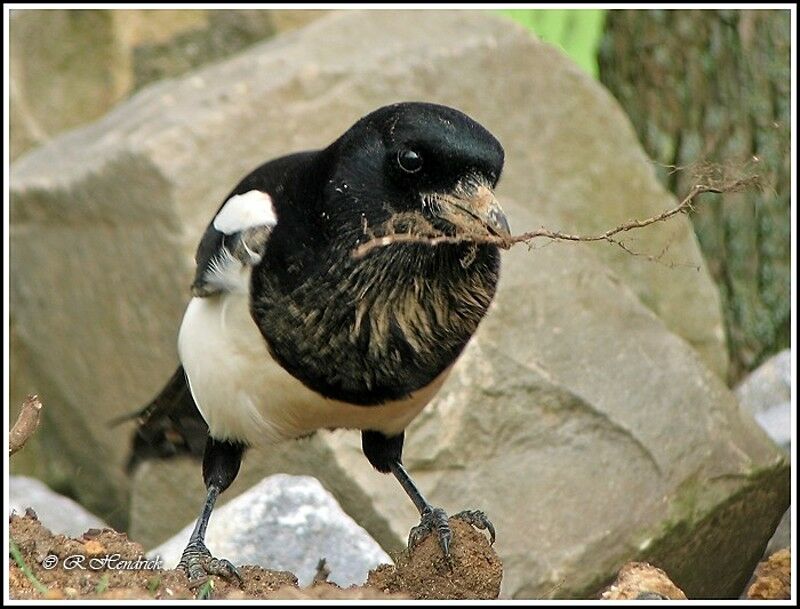 Eurasian Magpie