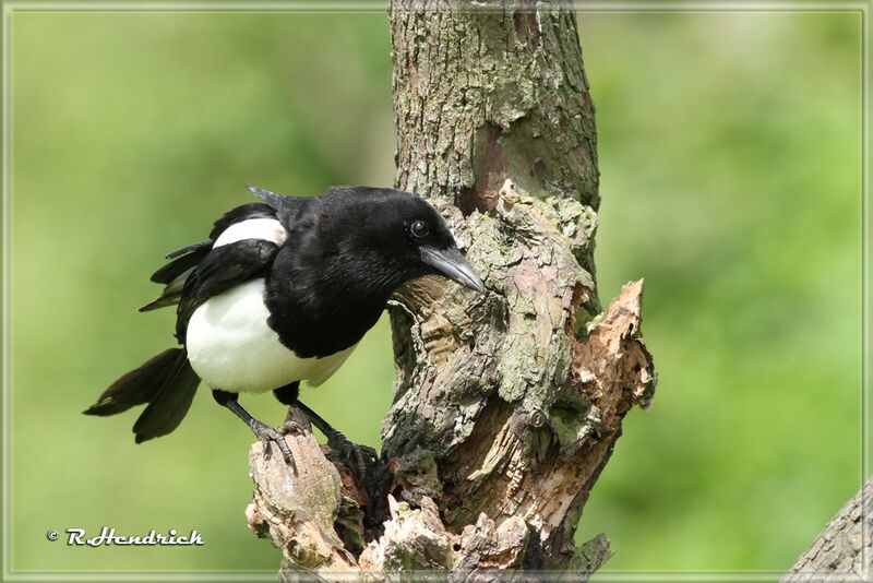 Eurasian Magpie