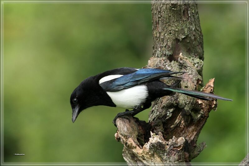 Eurasian Magpie