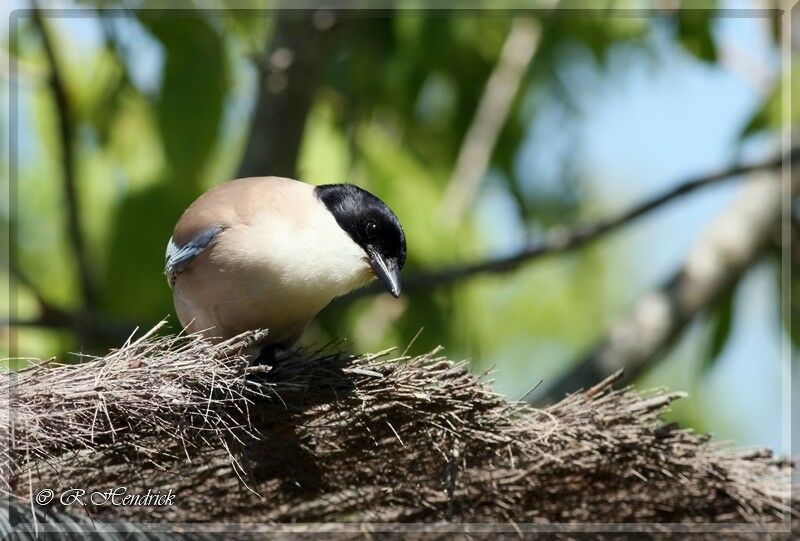 Iberian Magpie