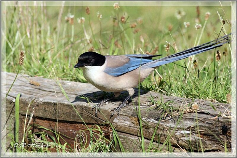 Iberian Magpie