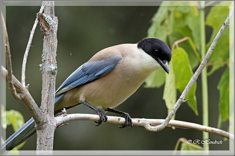 Iberian Magpie