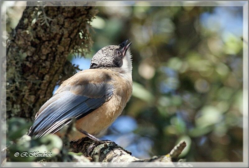 Iberian Magpie