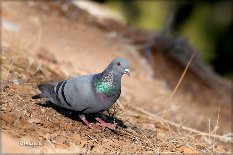 Rock Dove