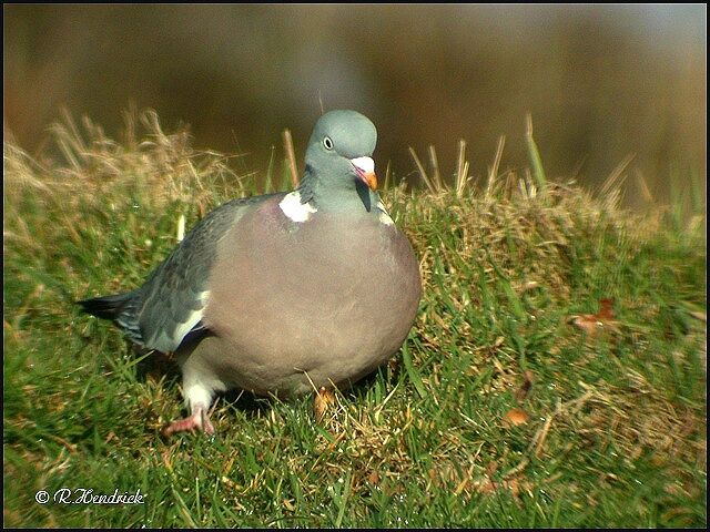 Pigeon ramier