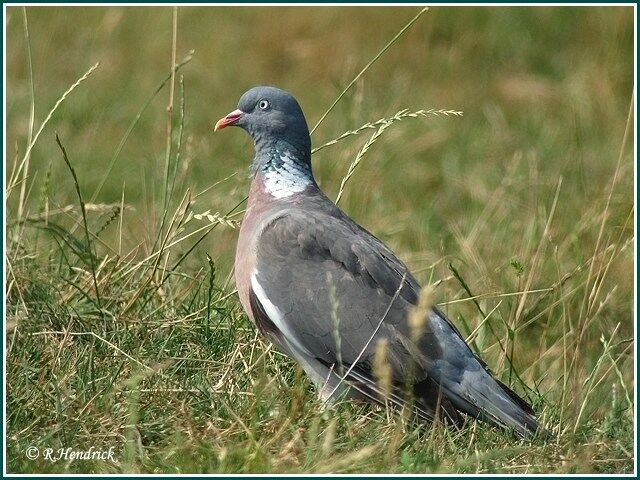 Common Wood Pigeon