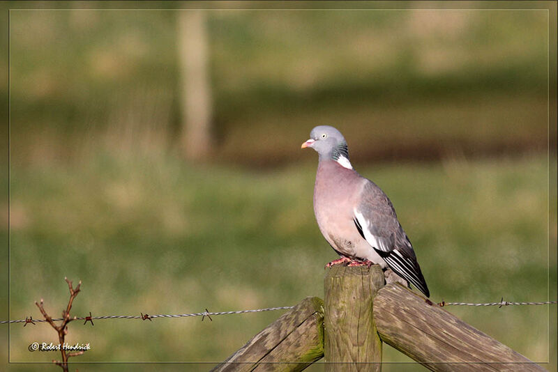 Common Wood Pigeon