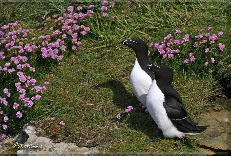 Razorbill