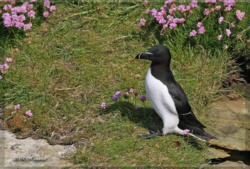 Razorbill